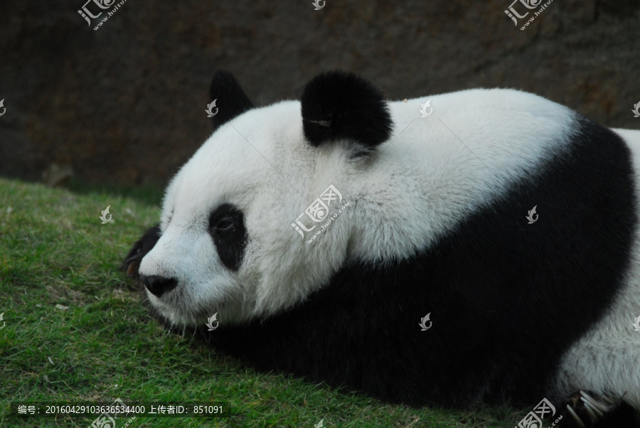 福州熊貓世界