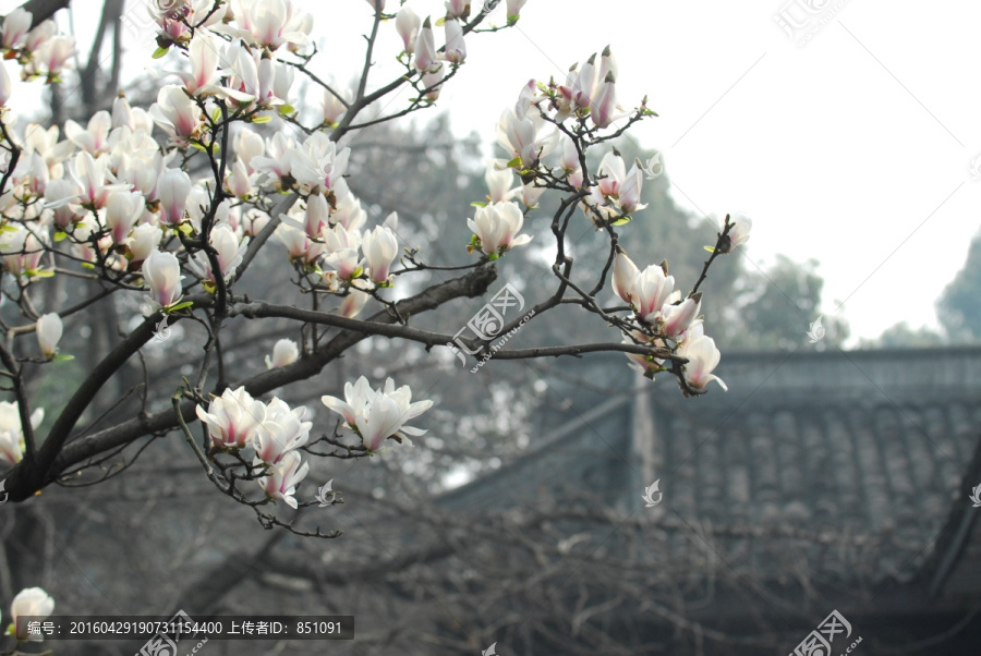 玉兰花