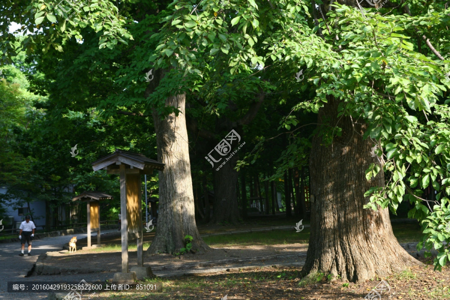 札幌；圆山公园；北海道神宫