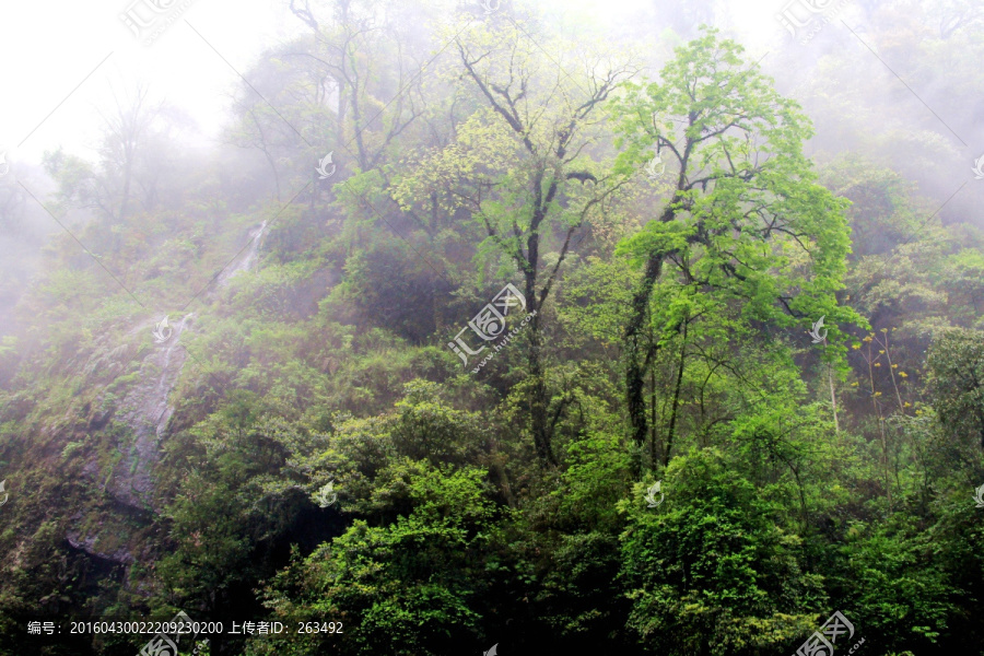 原始森林,雾气,彩林