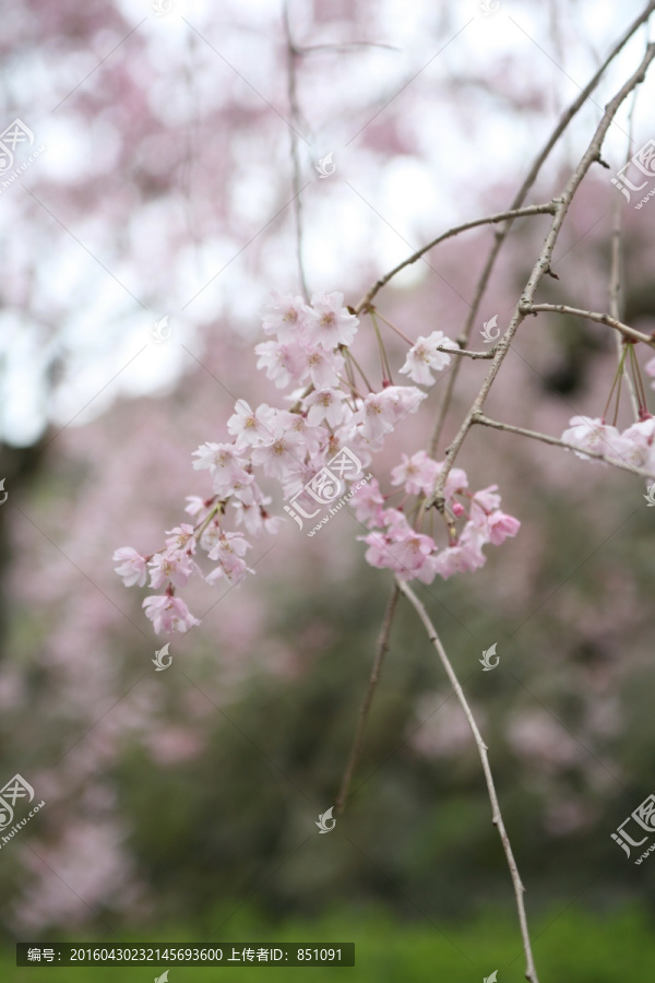 舞鹤公园樱花