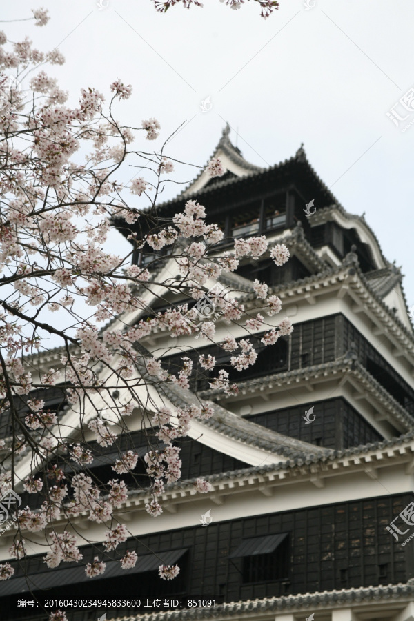 熊本城樱花