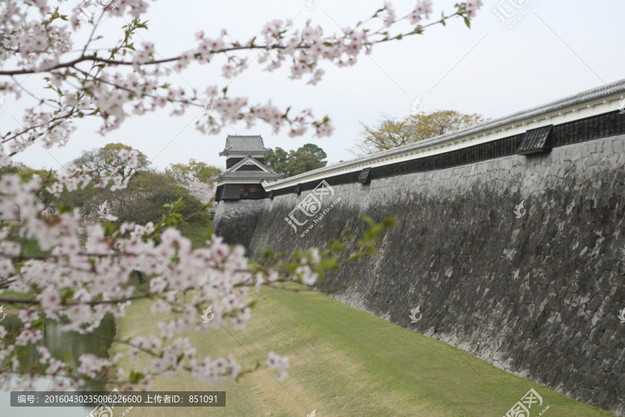 熊本城樱花