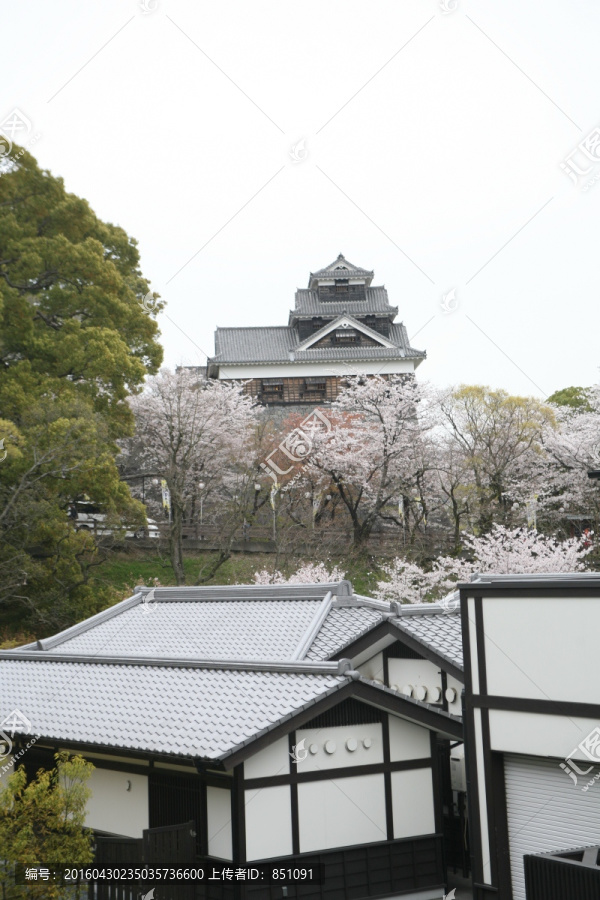 熊本城樱花