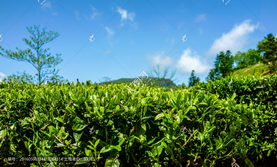 茶山