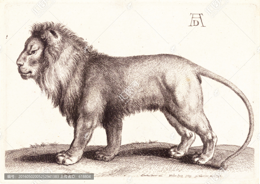 獅子動物版畫,高清品質(zhì)