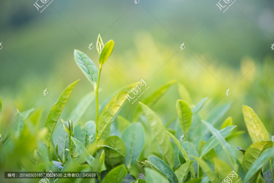 茶芽