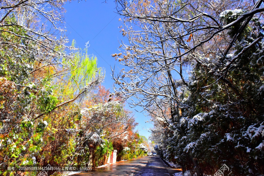 春雪