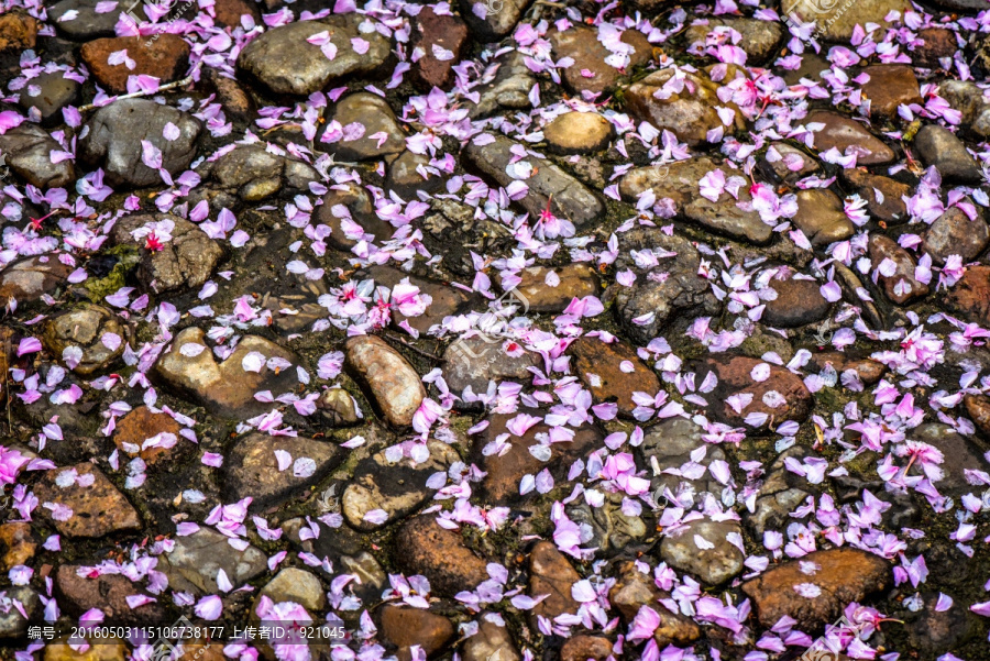 樱花雨