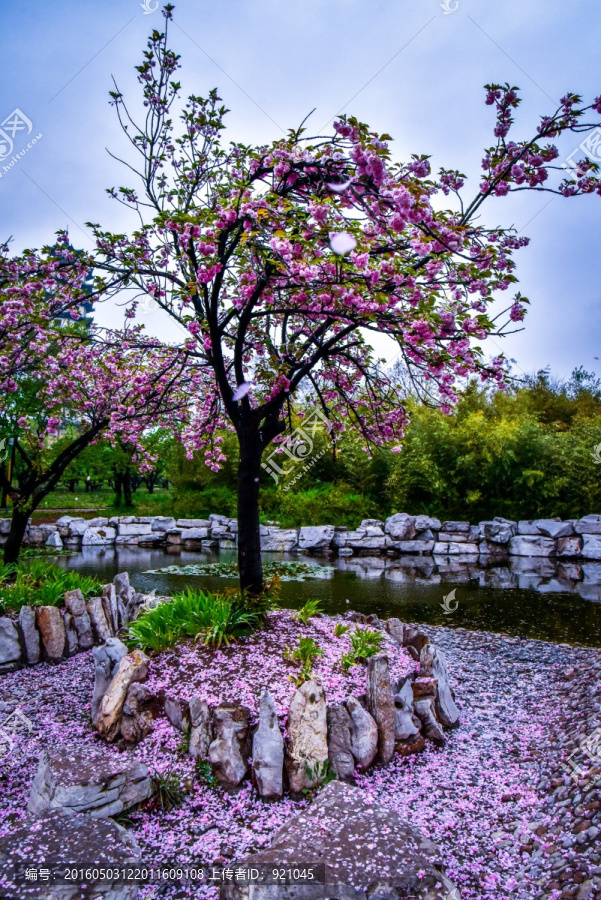 樱花雨