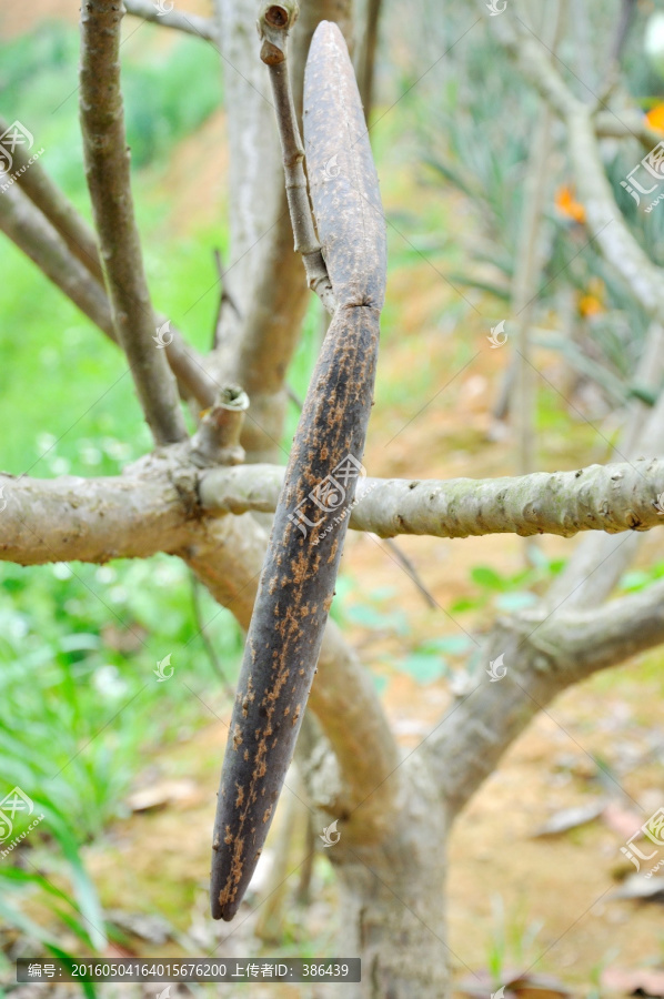 雞蛋花,果實(shí)