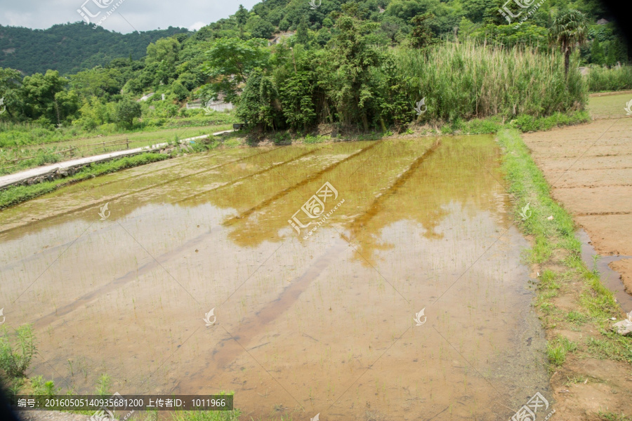 杨梅山下的田地