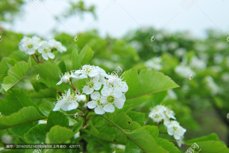 白色花,,山楂花