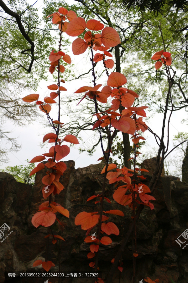 山麻杆,红叶