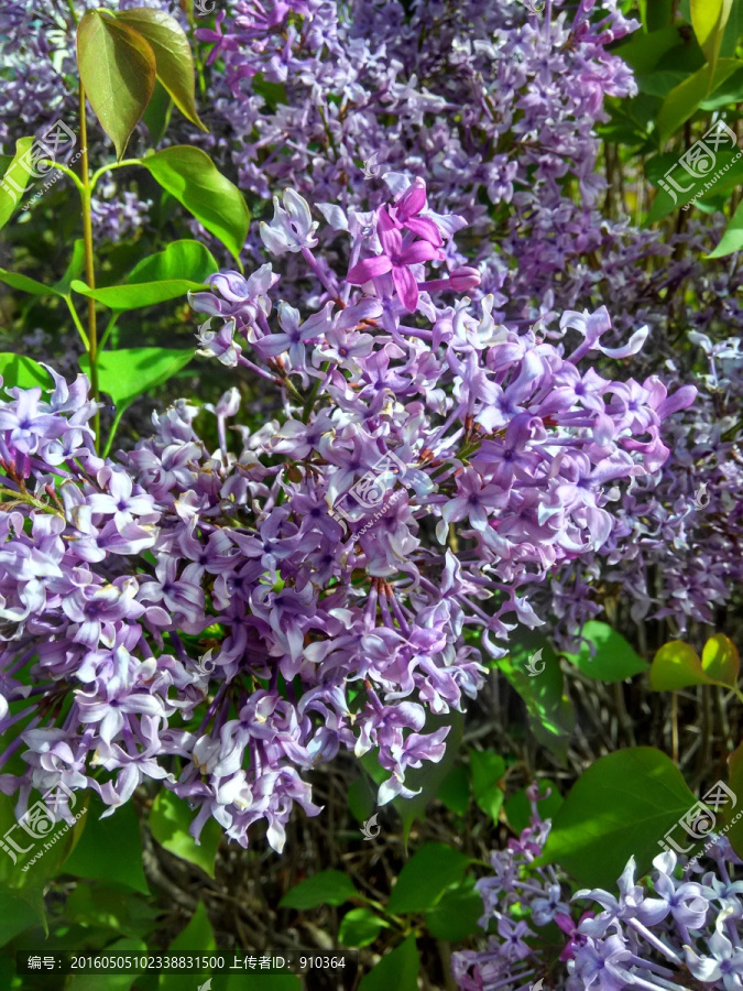 紫色丁香花特写