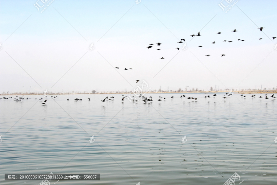 银川沙湖水鸟