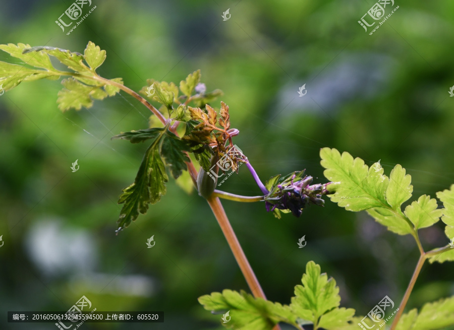 碧草青青