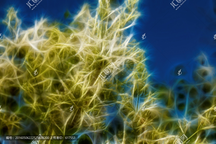 白色丁香花抽象畫