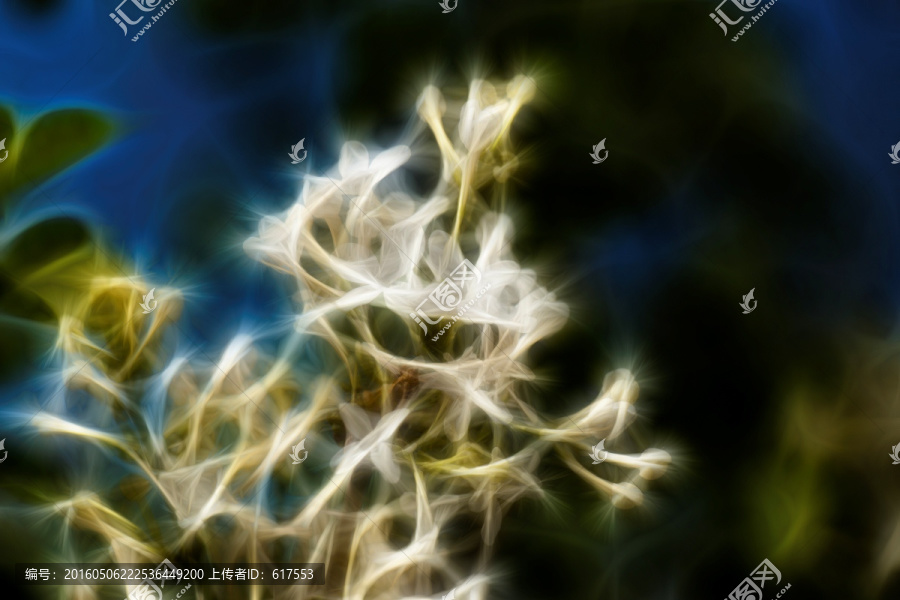 白色丁香花抽象畫