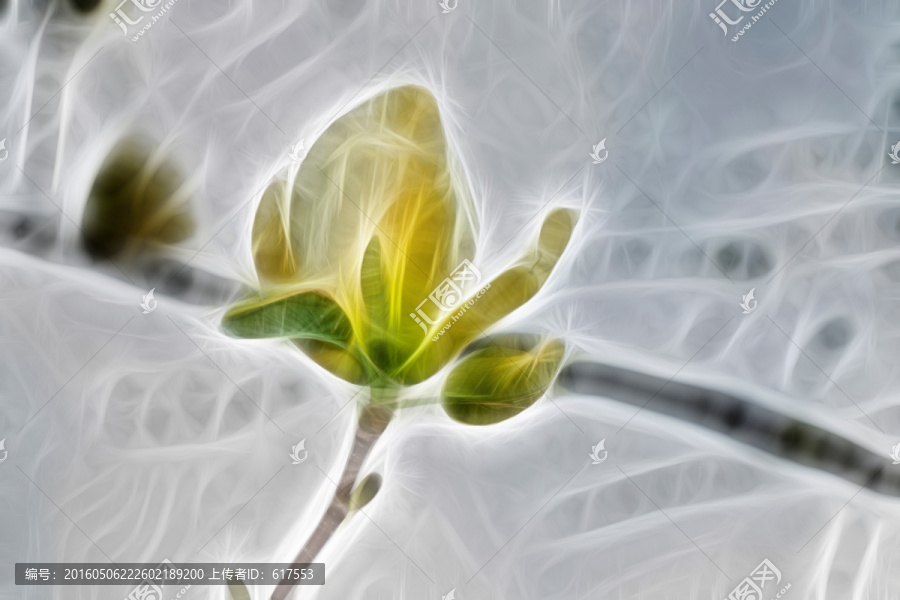 白玉蘭花抽象畫