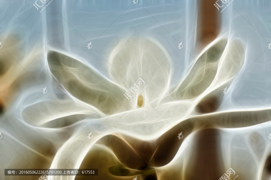 白玉蘭花抽象畫