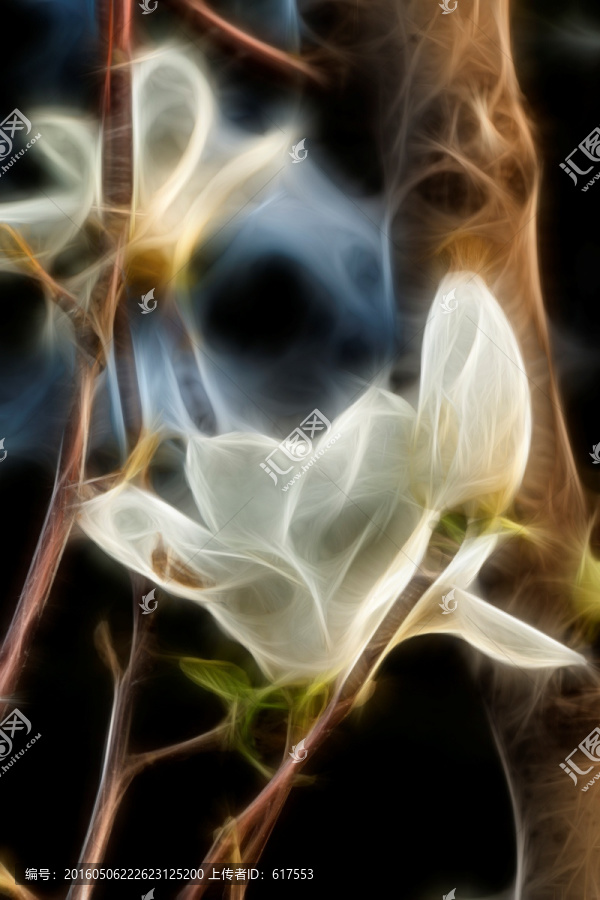 白玉蘭花抽象畫(huà)