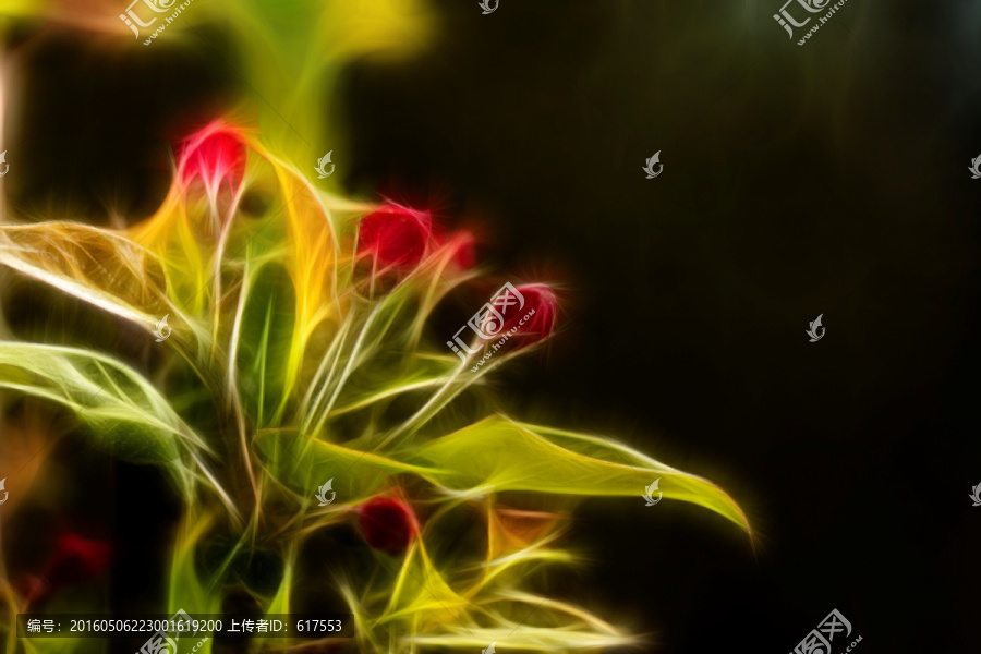 海棠花蕾抽象畫