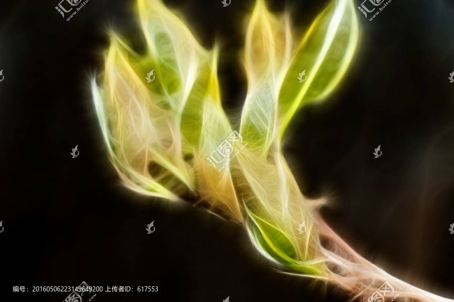 含苞待放的玉蘭花骨朵抽象畫
