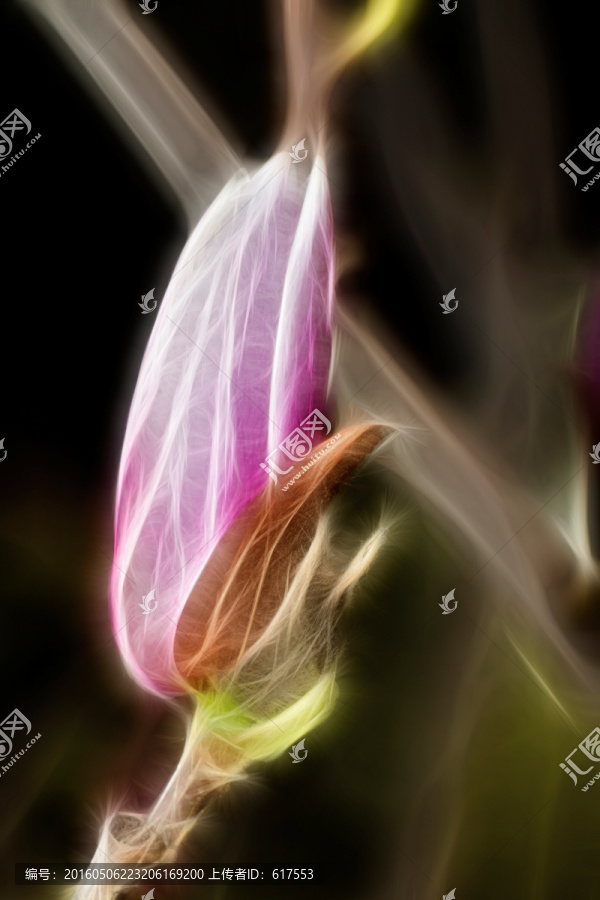 含苞待放的玉兰花骨朵抽象画