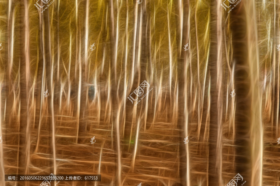楊樹林抽象畫