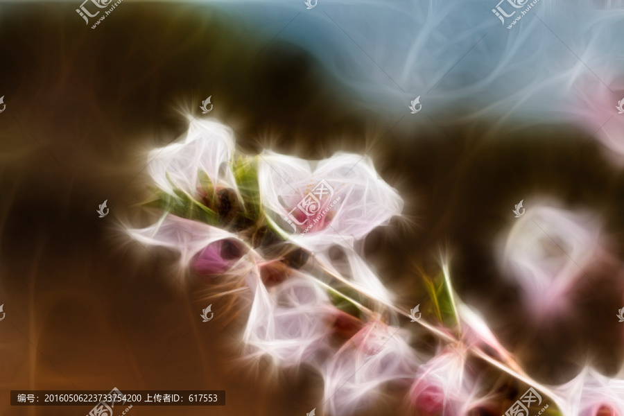 櫻花抽象畫