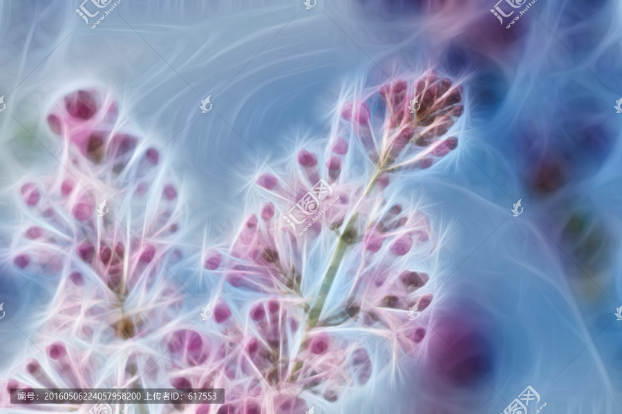 紫丁香花抽象畫