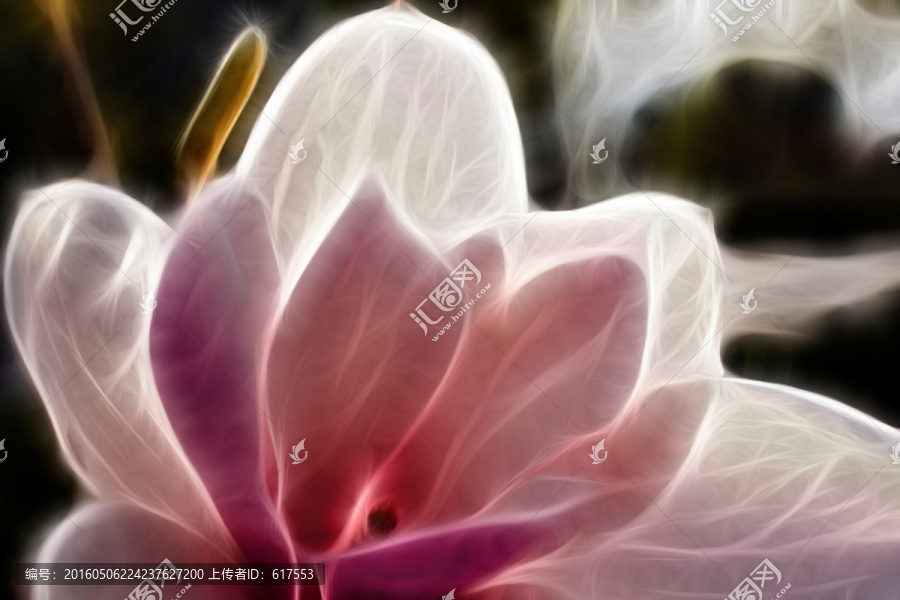 紫玉蘭花抽象畫