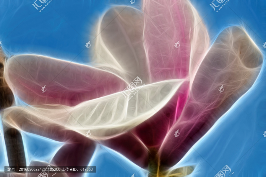 紫玉蘭花抽象畫