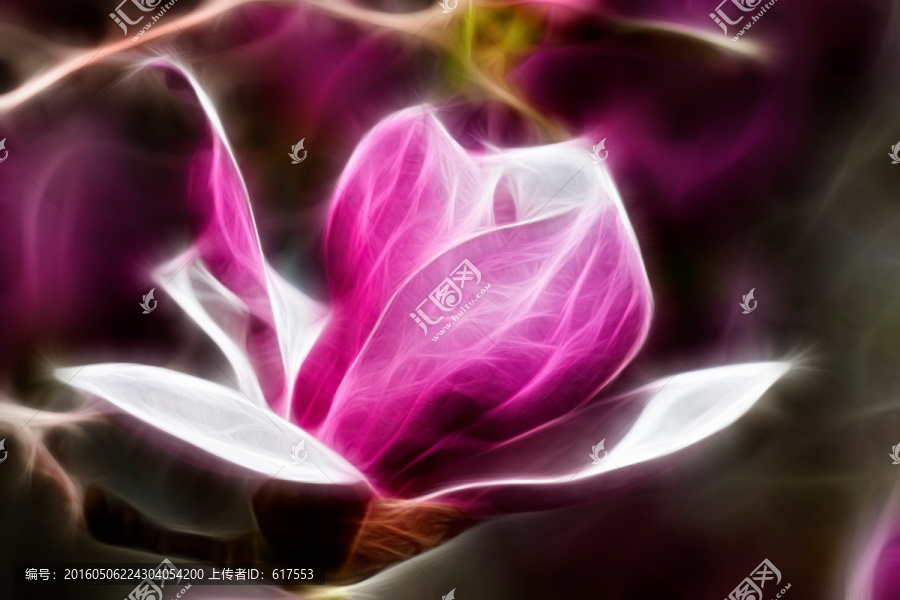 紫玉蘭花抽象畫