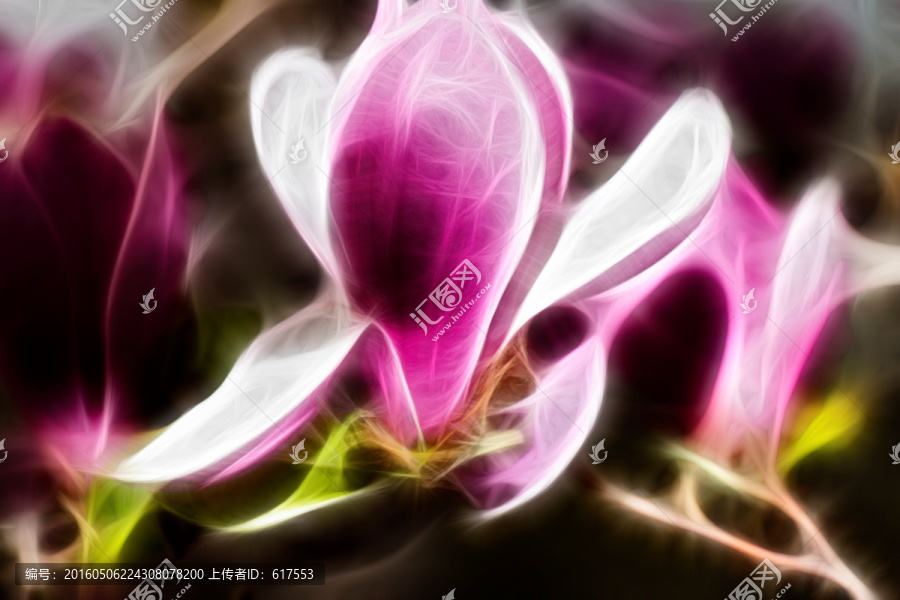 紫玉蘭花抽象畫