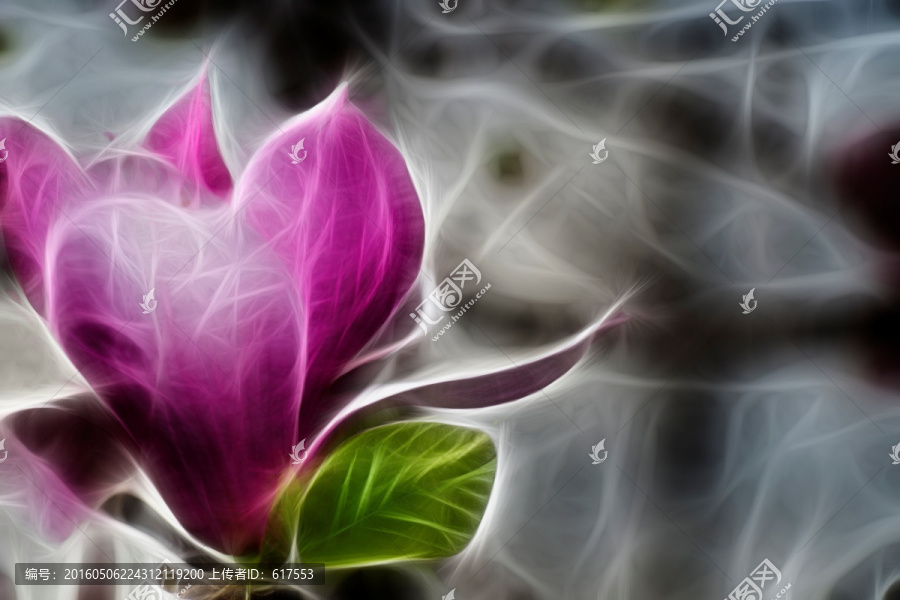 紫玉蘭花抽象畫