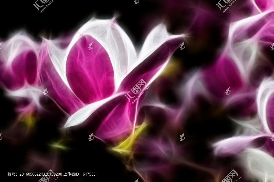 紫玉蘭花抽象畫