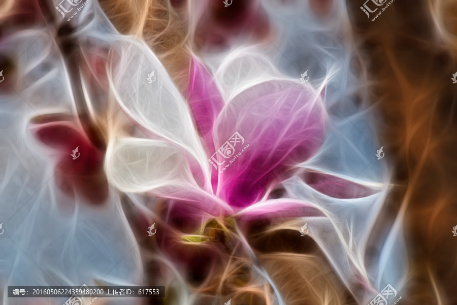 紫玉蘭花抽象畫