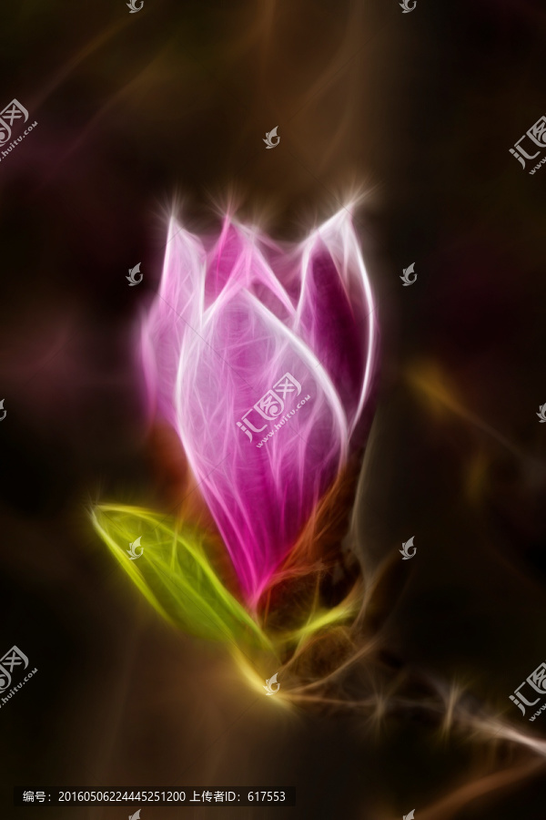 紫玉蘭花抽象畫