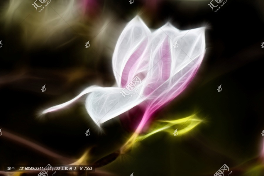 紫玉蘭花抽象畫
