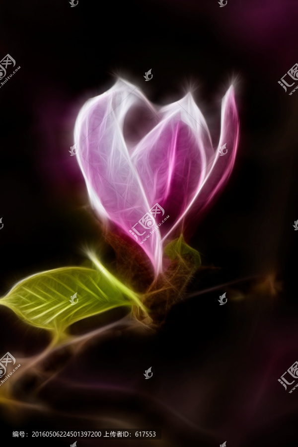 紫玉蘭花抽象畫