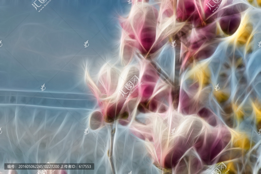紫玉蘭花抽象畫