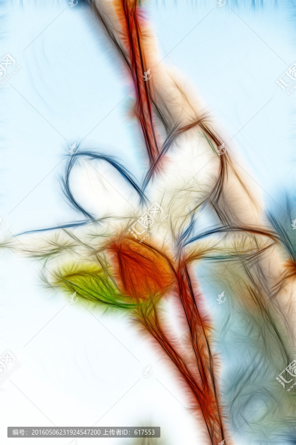 白玉蘭花