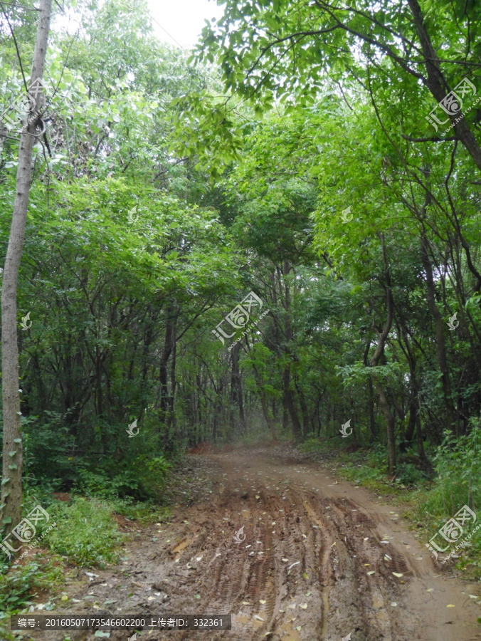 山林里,有条公路