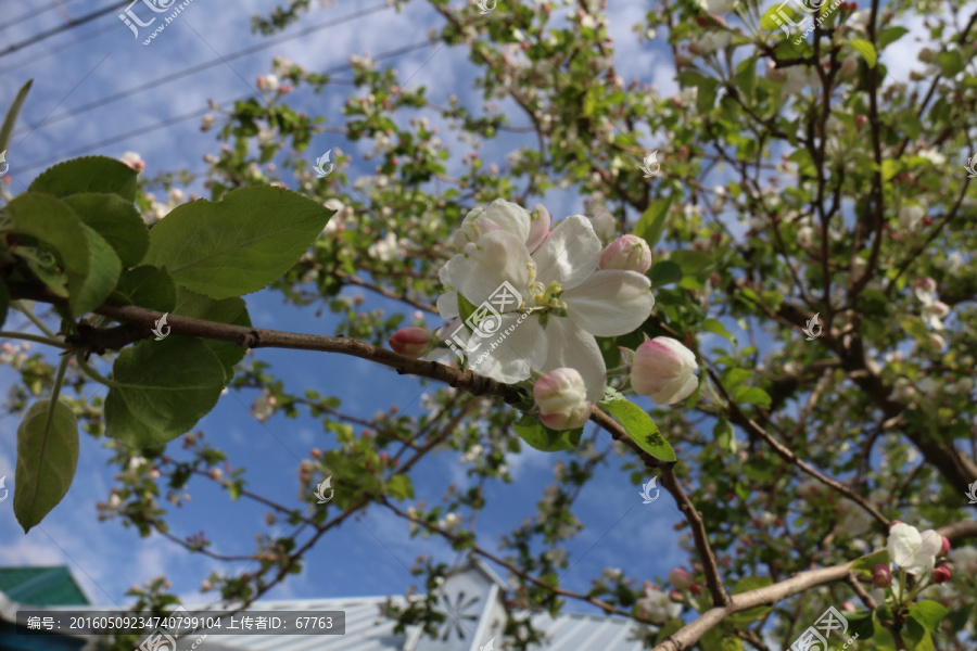 苹果花