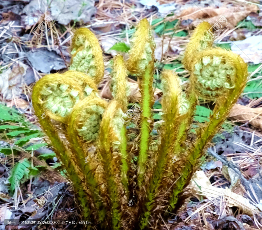 野菜（蕨类）