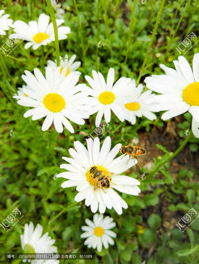 蜜蜂采蜜,白色雏菊花