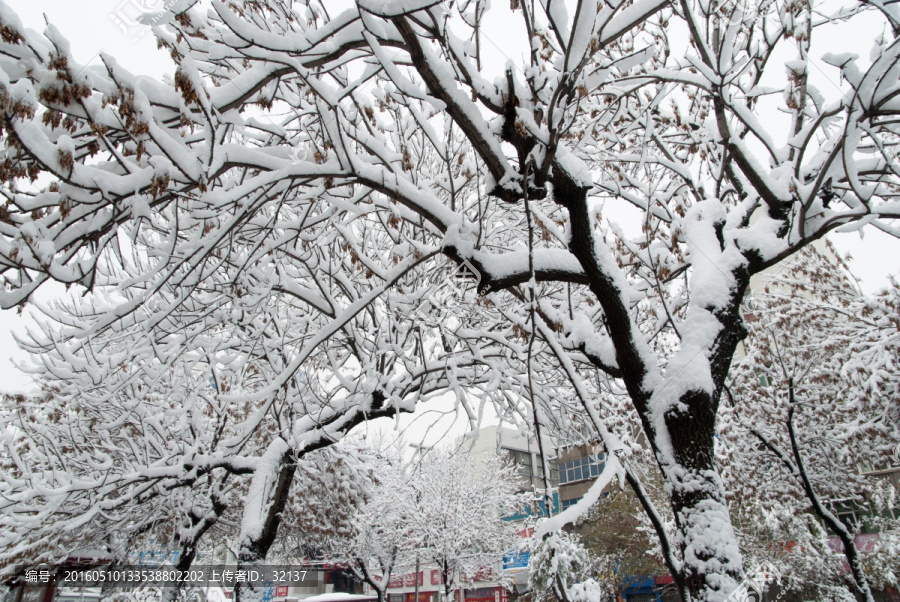 雪压树枝