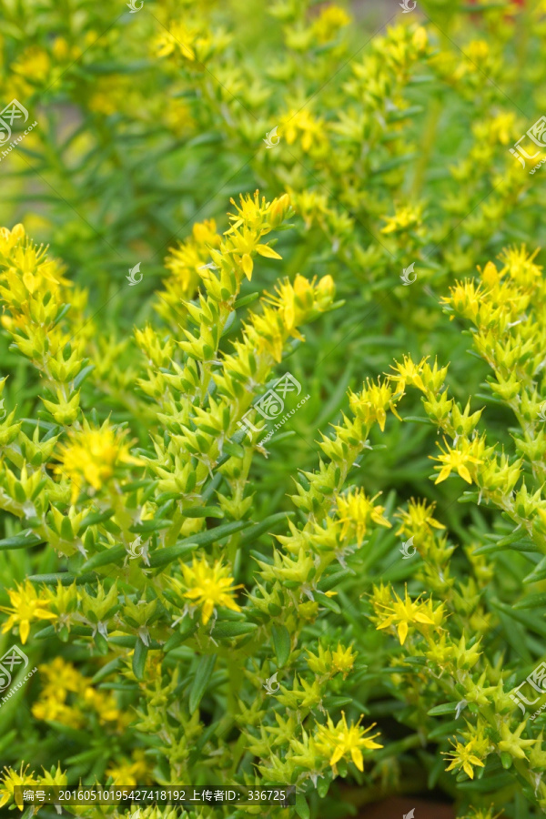 多肉植物,佛甲草花